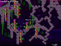 Rainforest Revelry
